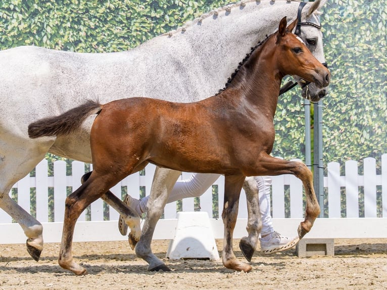 Westfaal Merrie Veulen (04/2026) kan schimmel zijn in Riesenbeck