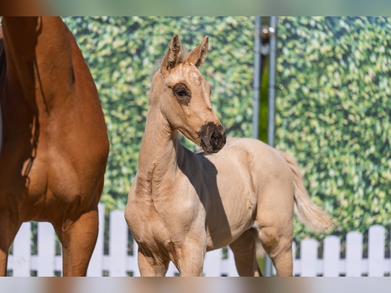 Westfaal Merrie Veulen (03/2026) Palomino in Isselburg