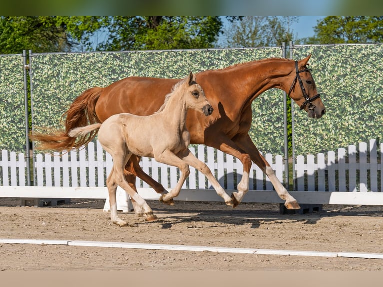 Westfaal Merrie Veulen (03/2026) Palomino in Isselburg