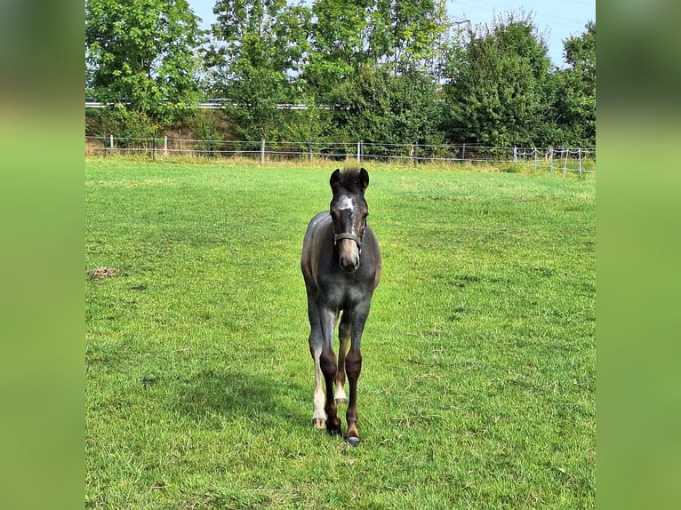 Westfaal Merrie veulen (05/2024) Schimmel in Hamm