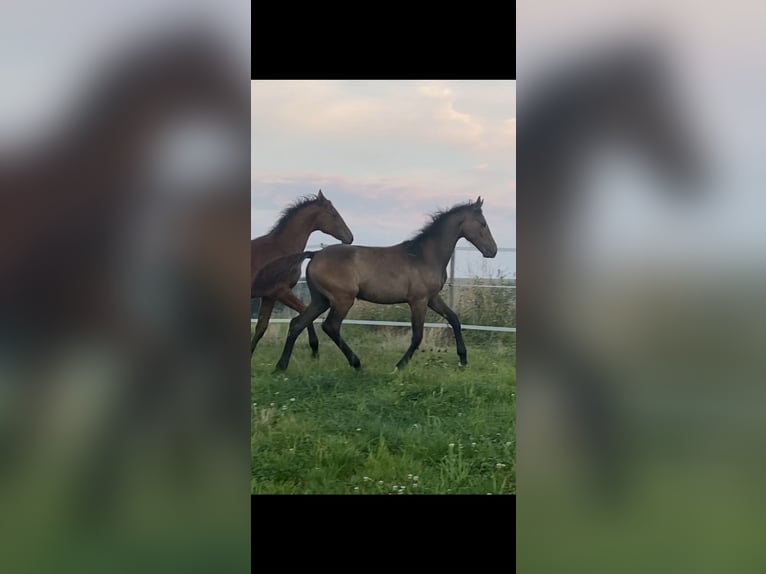 Westfaal Merrie Veulen (03/2025) Schimmel in Mayen