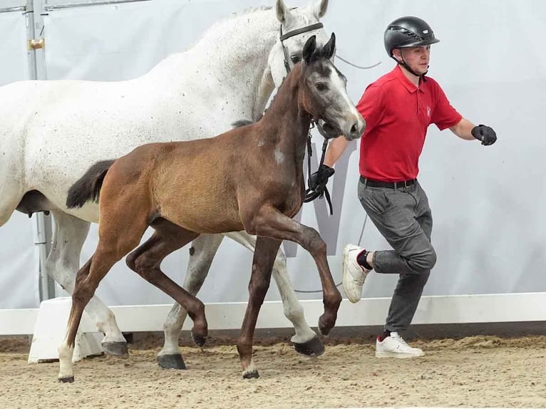 Westfaal Merrie veulen (04/2024) Schimmel in Münster-Handorf