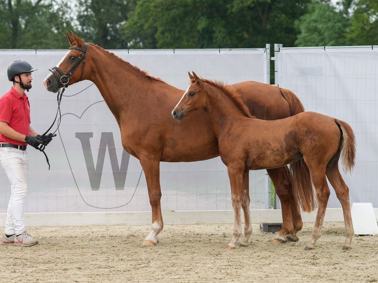 Westfaal Merrie veulen (05/2024) Vos in Münster-Handorf