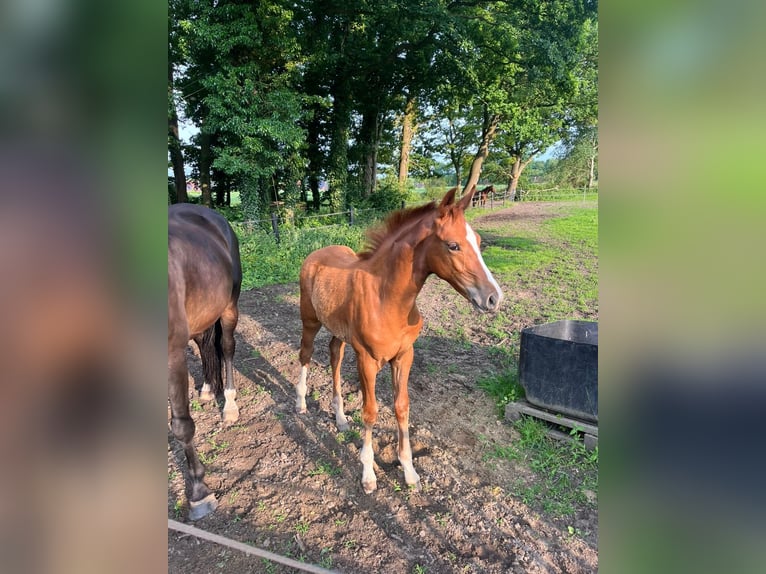 Westfaal Merrie  Vos in Ochtrup