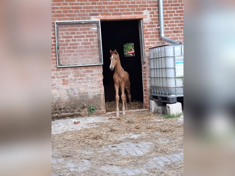 Westfaal Merrie Veulen (05/2025) Vos in Suhlendorf