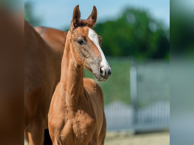 Westfaal Merrie Veulen (05/2026) Vos in Mnster-Handorf