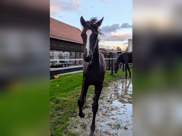 Westfaal Merrie veulen (05/2024) Zwart in Schöppingen