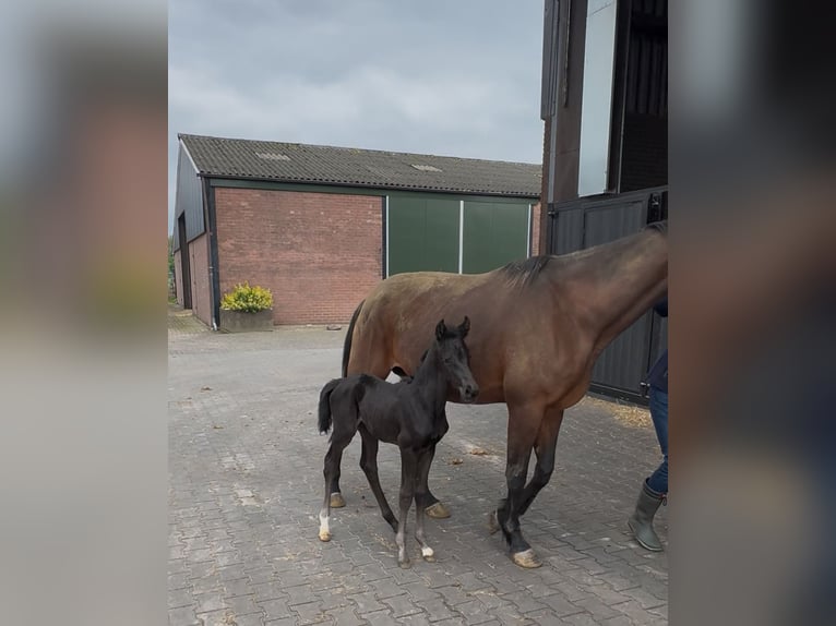 Westfaal Merrie  Zwart in Raalte