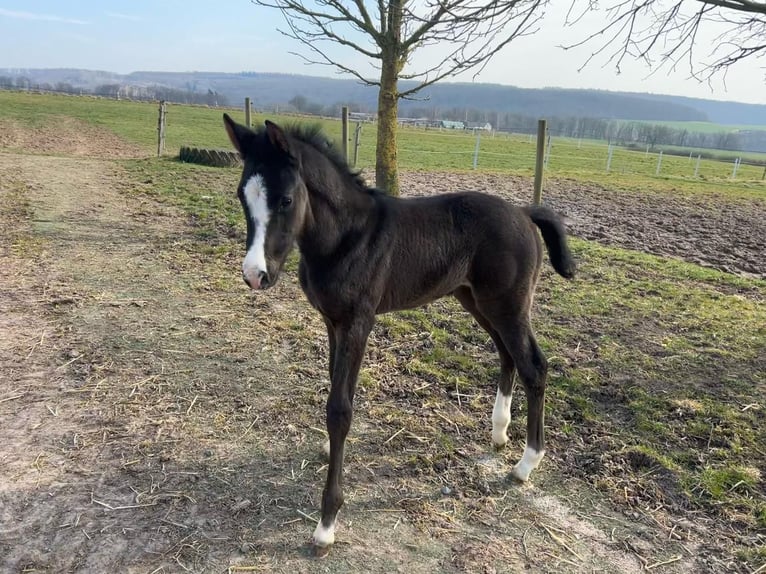 Westfaal Merrie  Zwart in Bad Karlshafen