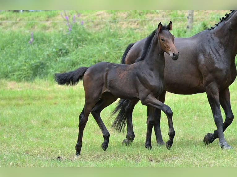 Westfaal Merrie veulen (05/2024) Zwartbruin in Bensheim