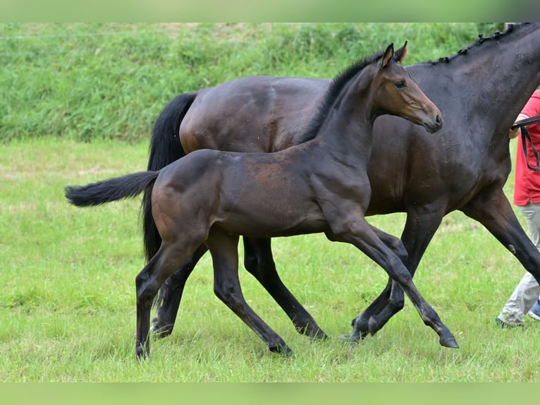 Westfaal Merrie veulen (05/2024) Zwartbruin in Bensheim