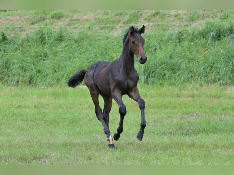 Westfaal Merrie veulen (05/2024) Zwartbruin in Bensheim