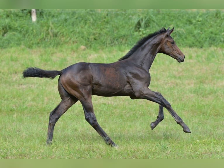 Westfaal Merrie veulen (05/2024) Zwartbruin in Bensheim