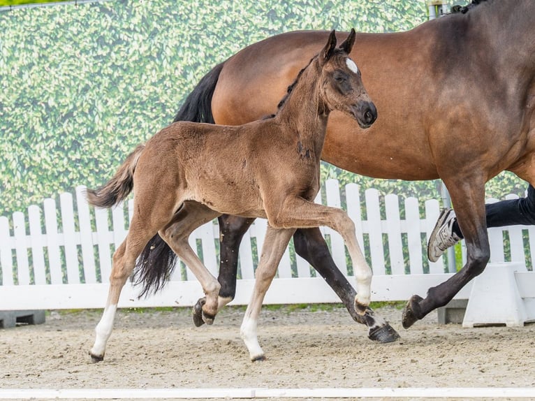 Westfaal Merrie Veulen (03/2026) Zwartbruin in Mnster-Handorf
