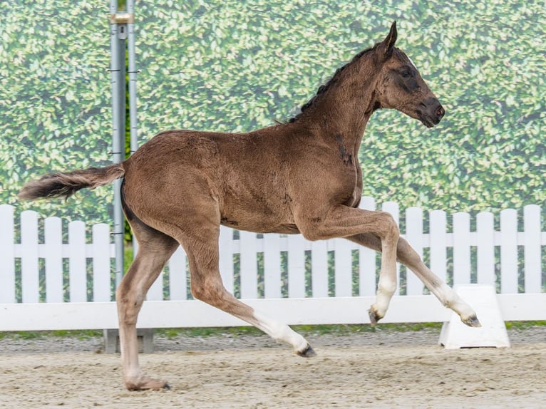 Westfaal Merrie Veulen (03/2026) Zwartbruin in Mnster-Handorf