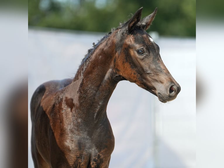 Westfaal Merrie veulen (06/2024) Zwartbruin in Münster-Handorf