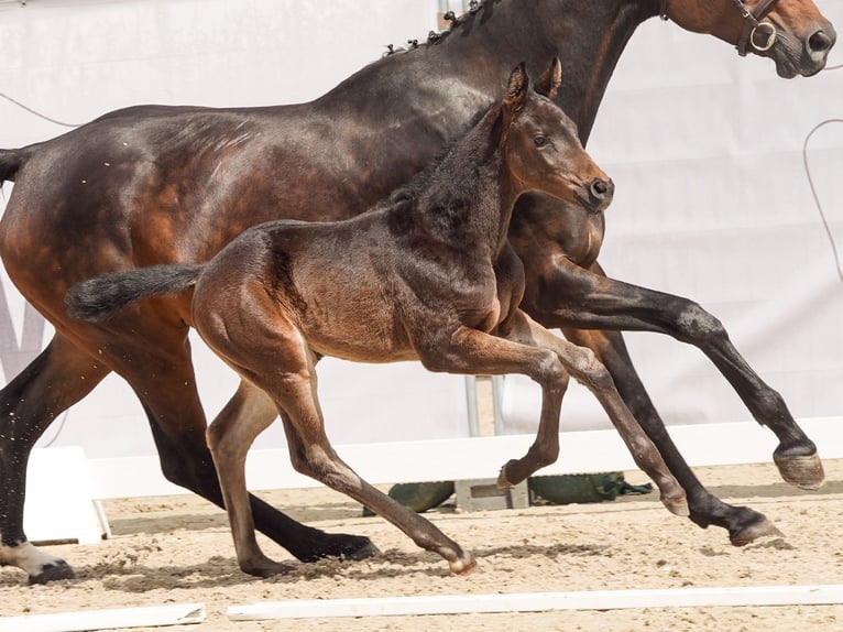 Westfaal Merrie veulen (03/2024) Zwartbruin in Münster-Handorf