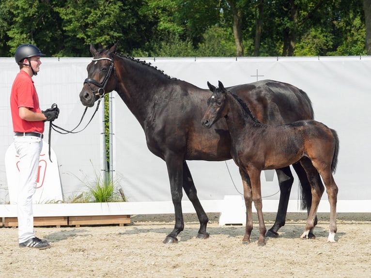 Westfaal Merrie veulen (06/2024) Zwartbruin in Münster-Handorf