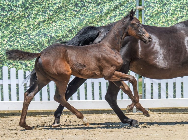 Westfaal Merrie Veulen (05/2025) Zwartbruin in M&#xFC;nster-Handorf