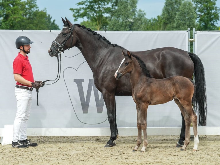 Westfaal Merrie veulen (06/2024) Zwartbruin in Münster-Handorf