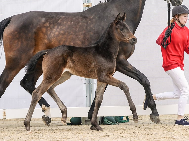 Westfaal Merrie veulen (03/2024) Zwartbruin in Münster-Handorf