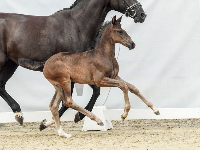 Westfaal Merrie veulen (06/2024) Zwartbruin in Münster-Handorf