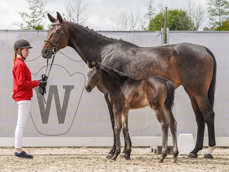 Westfaal Merrie veulen (03/2024) Zwartbruin in Münster-Handorf