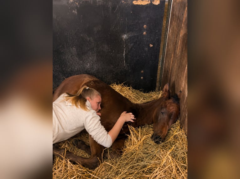 Westfaal Merrie Veulen (04/2026) Zwartbruin in DüsseldorF