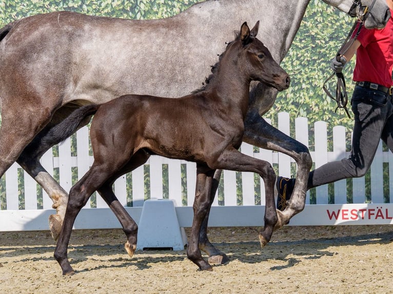 Westfaal Merrie Veulen (05/2026) Zwartbruin in Mnster-Handorf