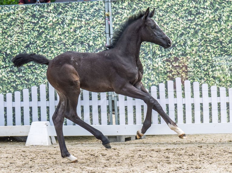 Westfaal Merrie  Zwartbruin in M&#xFC;nster Handorf
