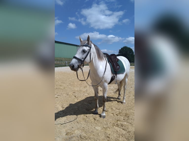 Westfaal Mix Ruin 10 Jaar 155 cm Appelschimmel in Herscheid