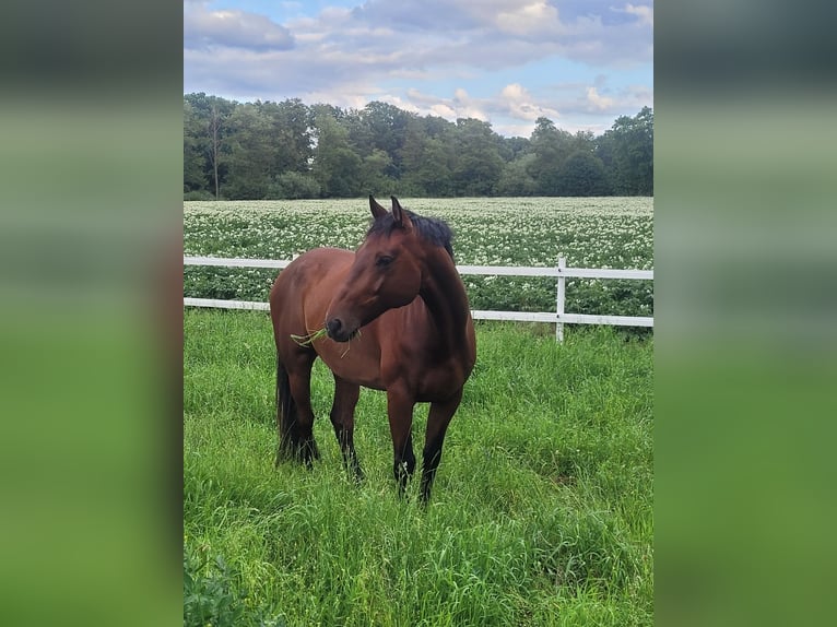 Westfaal Ruin 10 Jaar 165 cm Bruin in Wietmarschen