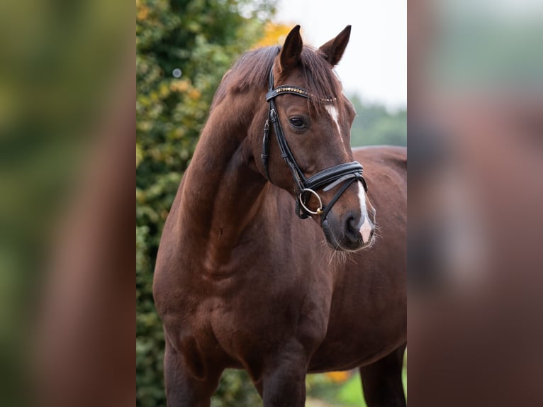 Westfaal Ruin 10 Jaar 165 cm Donkere-vos in Venol