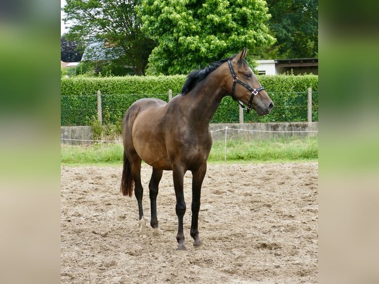 Westfaal Ruin 10 Jaar 166 cm Donkerbruin in Borgentreich