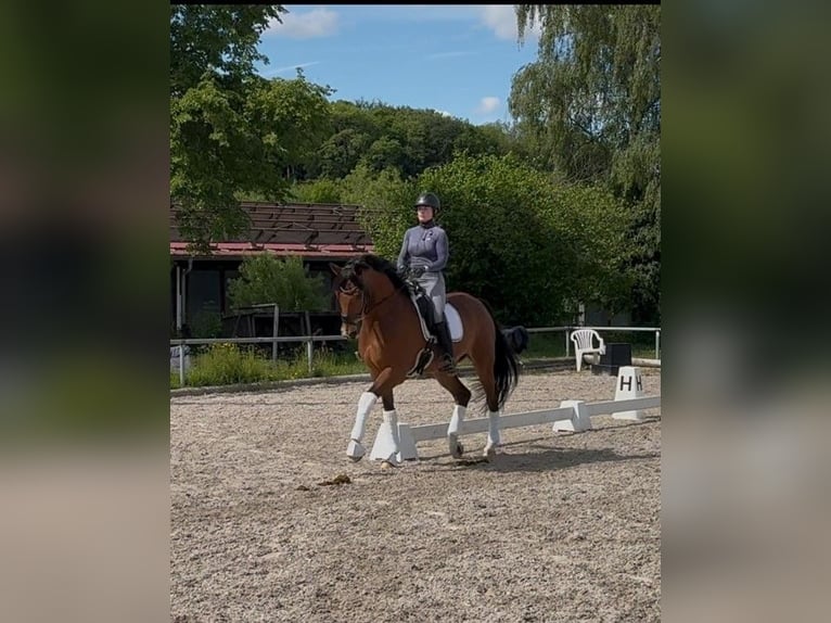Westfaal Ruin 10 Jaar 170 cm Bruin in Weilheim an der Teck