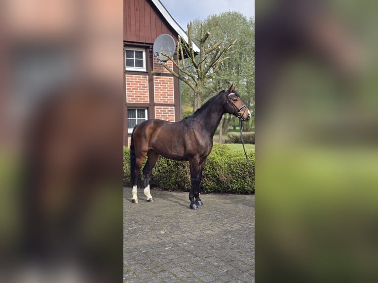 Westfaal Ruin 10 Jaar 170 cm Bruin in Warendorf