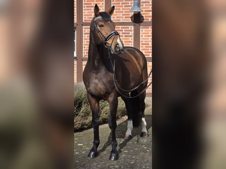 Westfaal Ruin 10 Jaar 170 cm Bruin in Warendorf