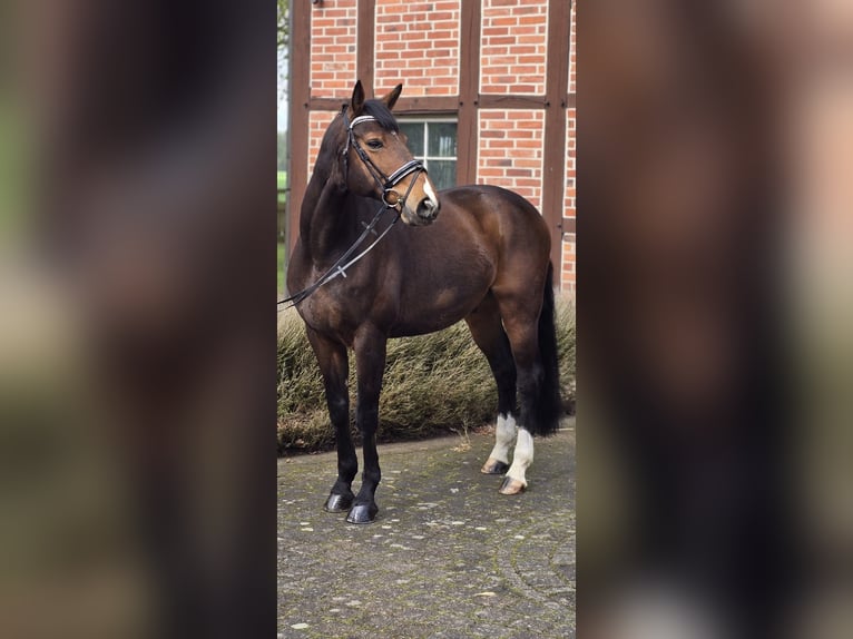 Westfaal Ruin 10 Jaar 170 cm Bruin in Warendorf