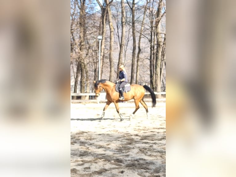 Westfaal Ruin 10 Jaar 170 cm Bruin in Nals