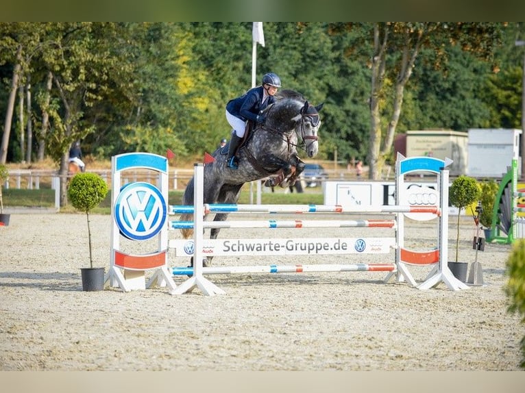 Westfaal Ruin 10 Jaar 170 cm Schimmel in MeppenMeppen