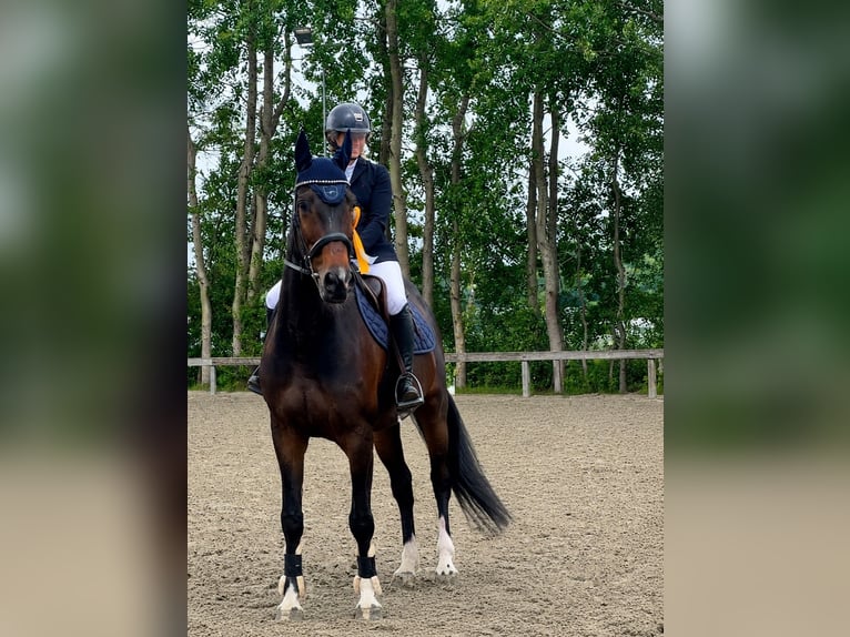 Westfaal Ruin 10 Jaar 171 cm Zwartbruin in Langwedel