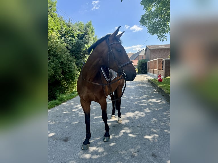 Westfaal Ruin 10 Jaar 172 cm Bruin in Salzkotten