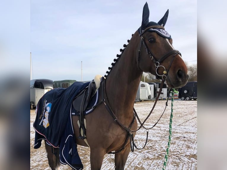 Westfaal Ruin 10 Jaar 173 cm Bruin in Gadebusch