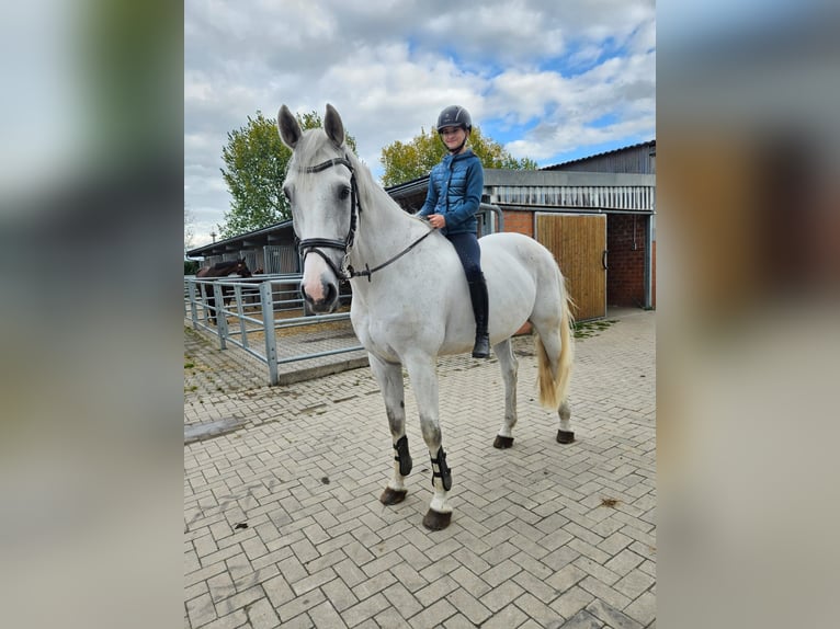 Westfaal Ruin 10 Jaar 174 cm Schimmel in Datteln