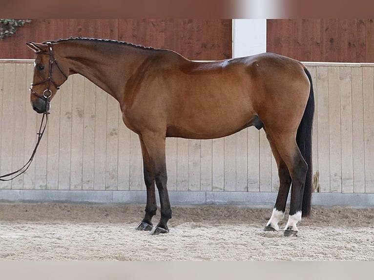 Westfaal Ruin 10 Jaar 175 cm Roodbruin in Tullins