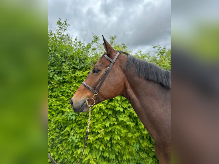 Westfaal Ruin 10 Jaar 176 cm Bruin in Dietikon