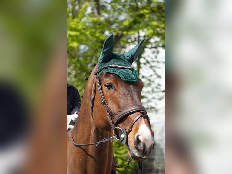 Westfaal Ruin 10 Jaar 178 cm Bruin in Ketsch