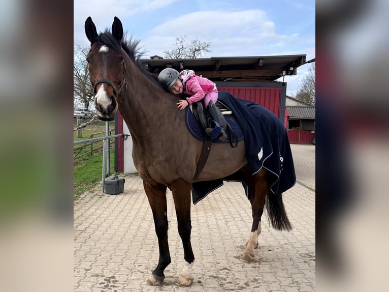 Westfaal Ruin 10 Jaar 178 cm Bruin in Ketsch