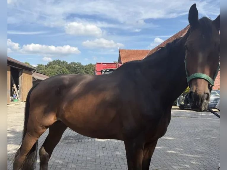 Westfaal Ruin 10 Jaar 188 cm Bruin in Billerbeck