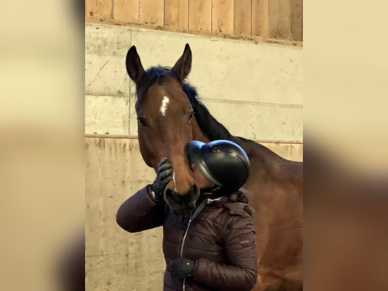 Westfaal Ruin 10 Jaar Bruin in Wiesendangen